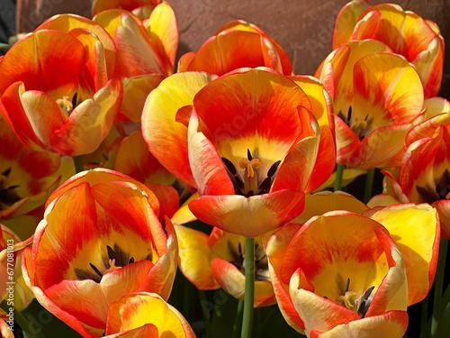  Tulips flowers red orange yellow petals photo