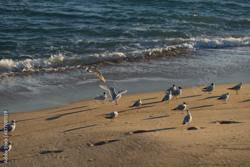 Seagulls relaxing on a sandy beach during sunset © GCapture