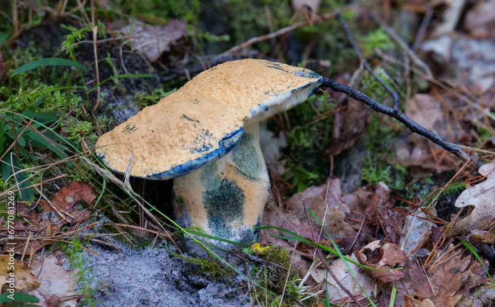 Fototapeta premium Kornblumenröhrling (Gyroporus cyanescens)