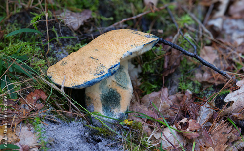 Kornblumenröhrling (Gyroporus cyanescens) photo