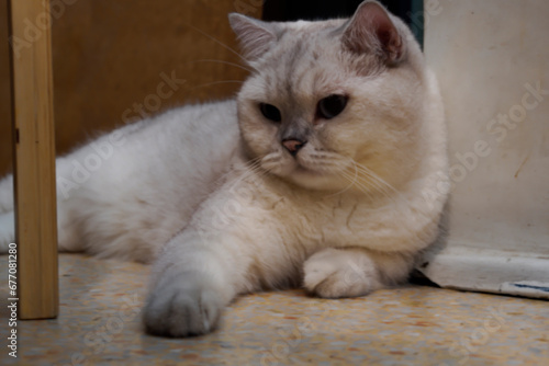  A white and light gray cat was lying on the floor.                              