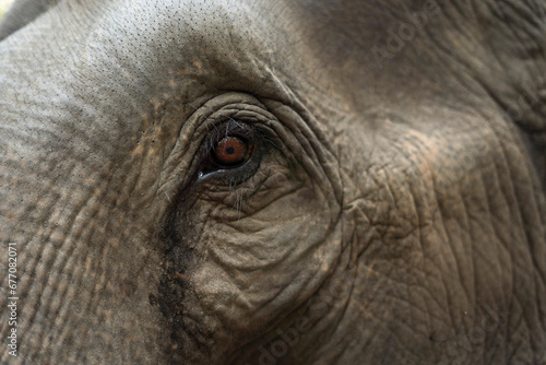 elephant in jungle  © nattakit
