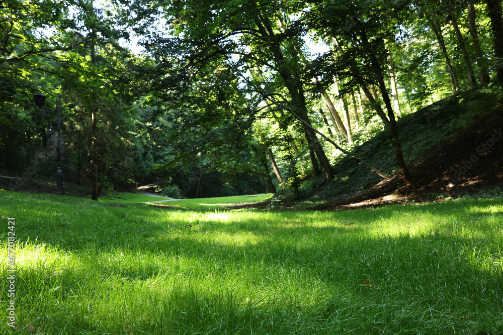 Beautiful lawn with fresh green grass among trees on sunny day, low angle view Beautiful lawn with fresh green grass among trees on sunny day, low angle view