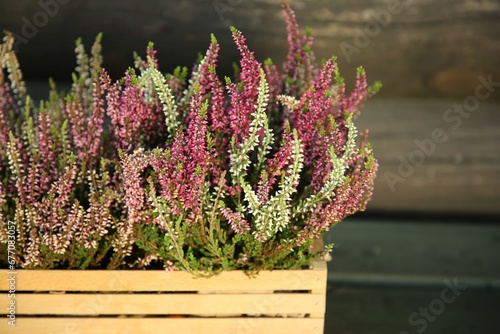 Beautiful heather flowers in crate near wooden wall, closeup