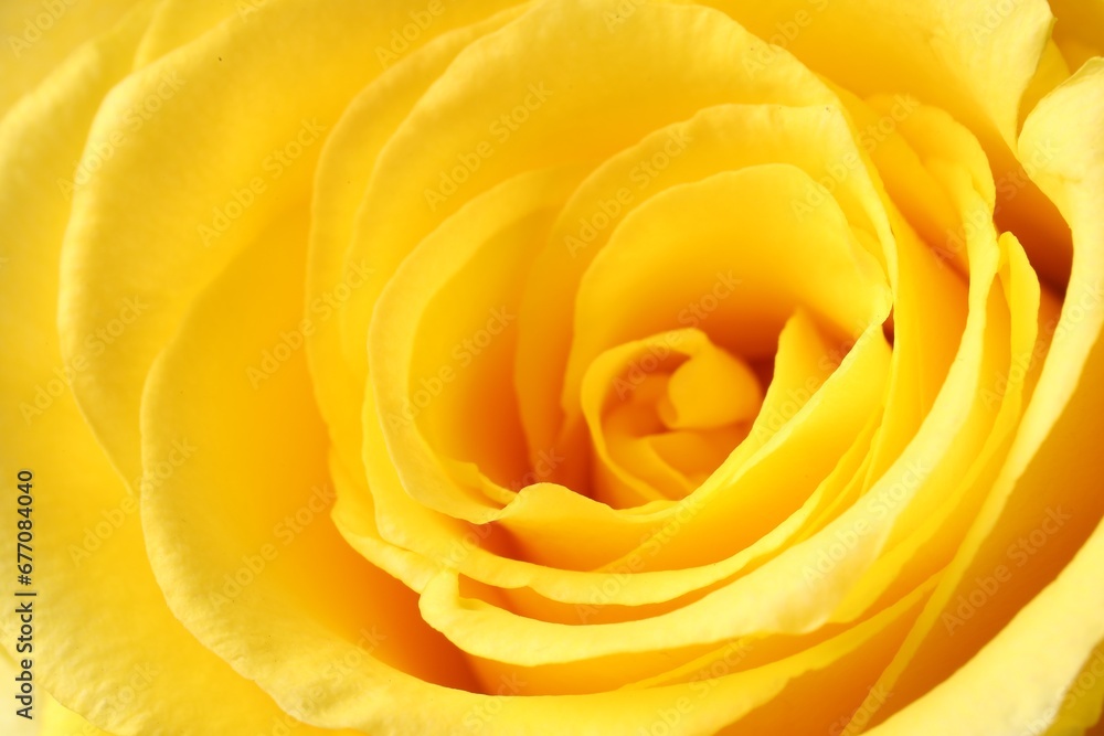 Beautiful rose with yellow petals as background, macro view Beautiful rose with yellow petals as background, macro view