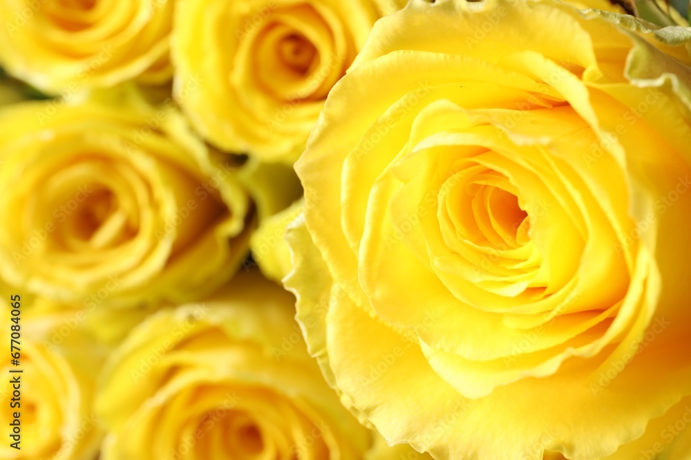 Beautiful bouquet of yellow roses, closeup. Space for text