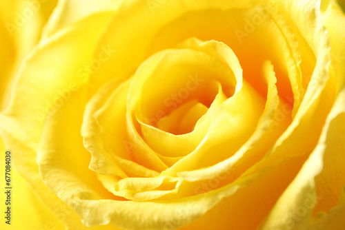 Beautiful rose with yellow petals as background, macro view