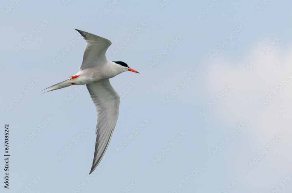Fototapeta premium Common Tern (Sterna hirundo) in flight