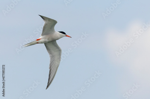 Common Tern (Sterna hirundo) in flight