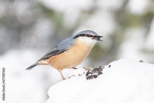 Bird in the wilderness.