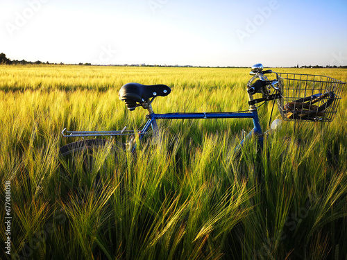 Bicicleta en campo de trigo. 