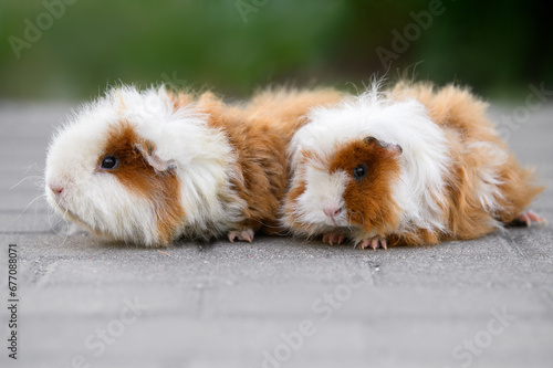 two guinea pigs posing together outdoors in summer