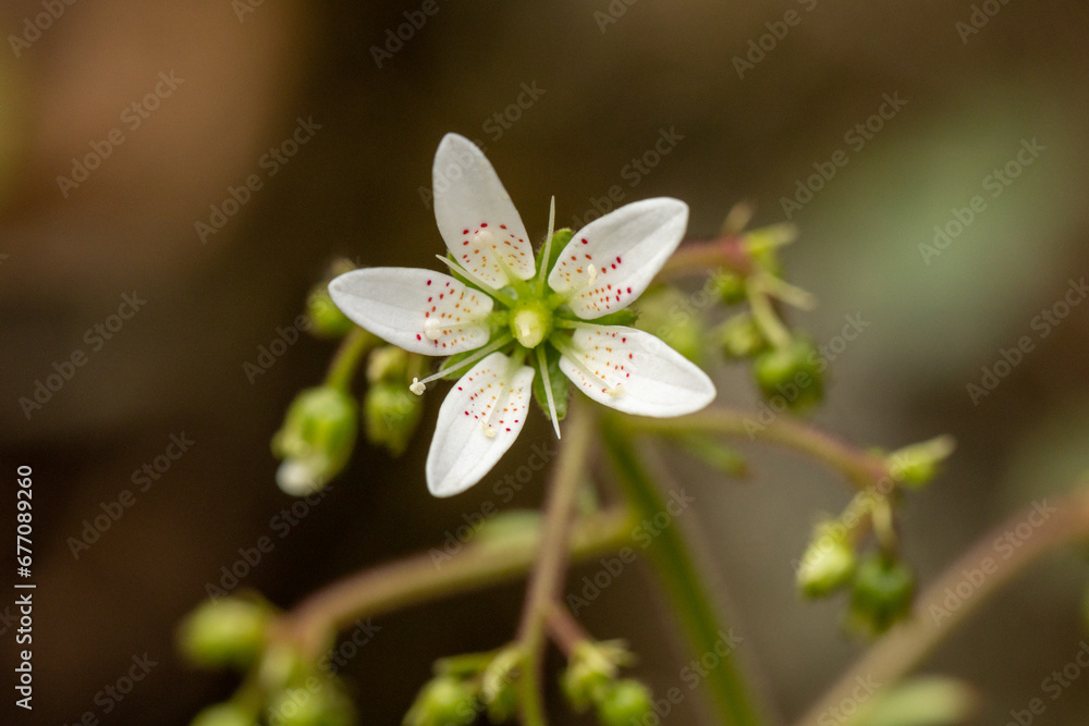 Round-leaved Saxifrage (Saxifraga rotundifolia) in mountain ridge