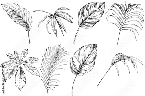 Exotic tropical hawaiian summer. Palm beach tree leaves. Black and white engraved ink art. Isolated leaf illustration element on white background.