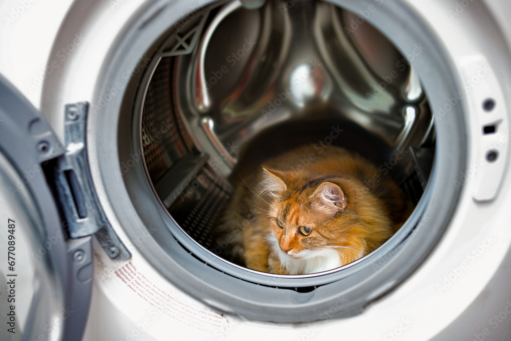 A tricolor cat in a washing machine. Cute image of a pet cat in a white washing machine purring.