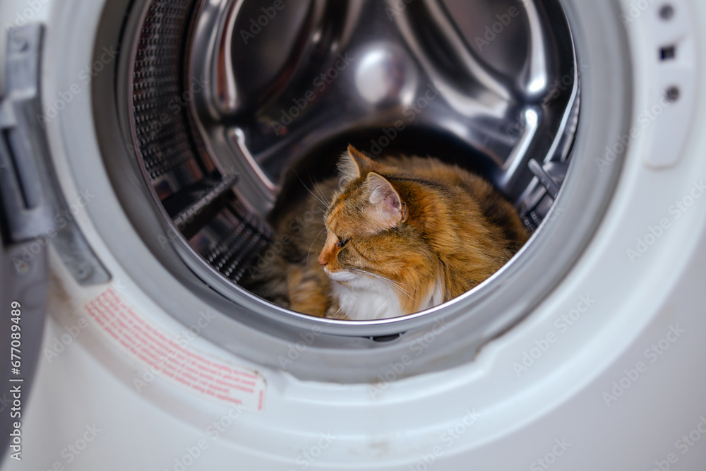 A tricolor cat in a washing machine. Cute image of a pet cat in a white washing machine purring.