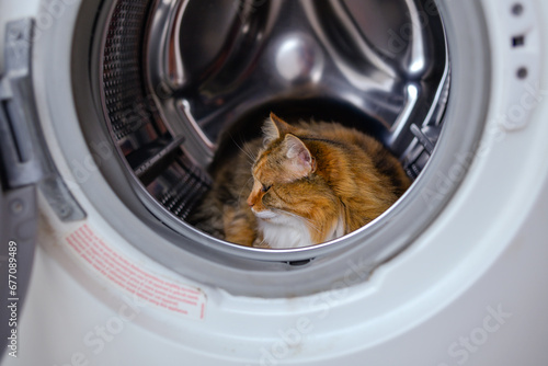 Obraz na płótnie A tricolor cat in a washing machine. Cute image of a pet cat in a white washing machine purring. w salonie
