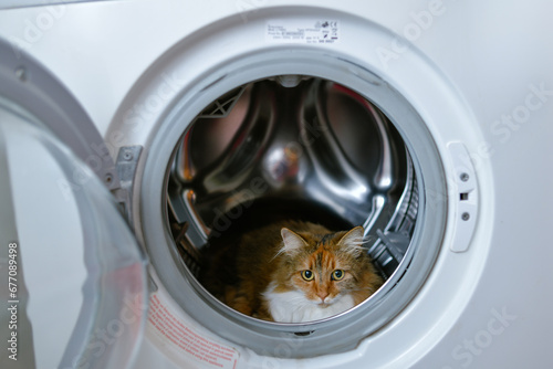 Obraz na płótnie A tricolor cat in a washing machine. Cute image of a pet cat in a white washing machine purring. w salonie
