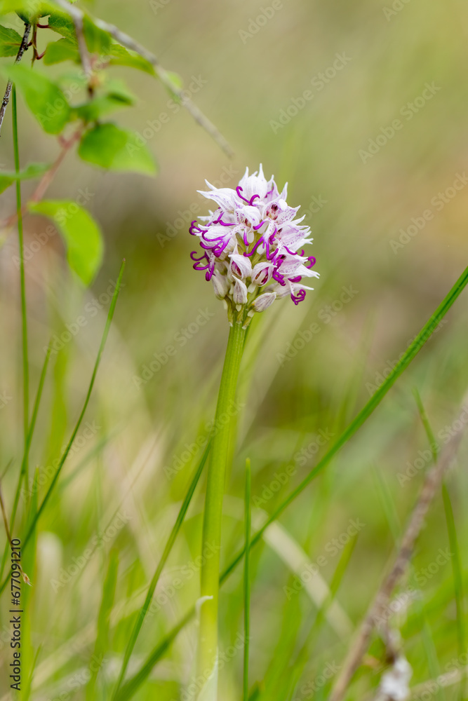 Naklejka premium Wild flower Monkey Orchid (Orchis simia) in natural habitat