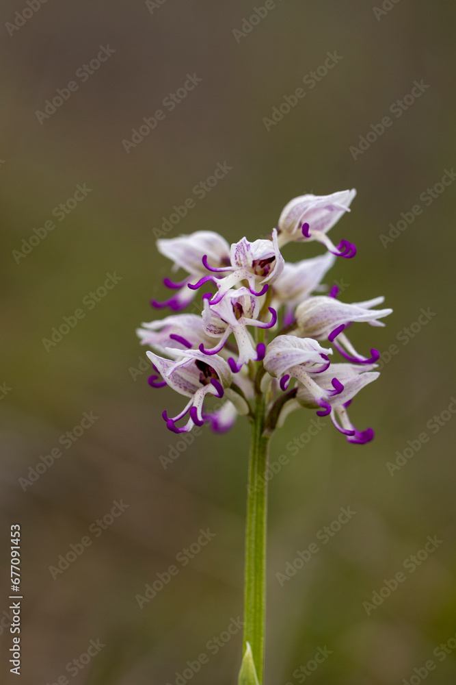 Obraz premium Wild flower Monkey Orchid (Orchis simia) in natural habitat