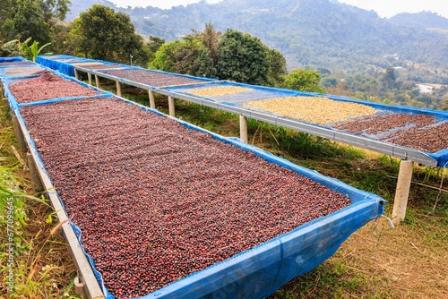 coffee bean on the dried shelf natural sunlight process, at factory chiang rai thailand, photo
