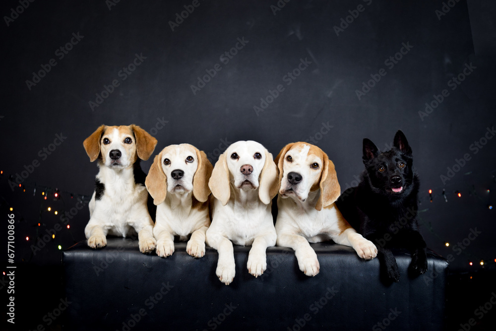 christmas photo of dogs in photo studio with colorful lights. Black background in photo studio. 