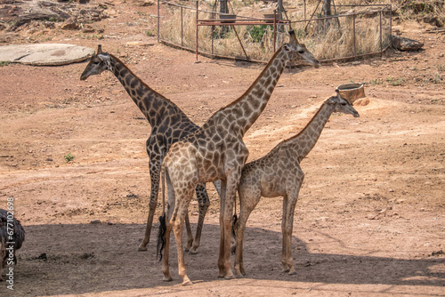 Giraffes (Giraffa camelopardalis) walking, Chobe National Park © Akarat
