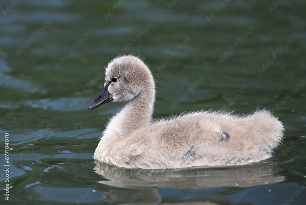 Side view of a black swan cygnet as it swims across a lake Side view of a black swan cygnet as it swims across a lake