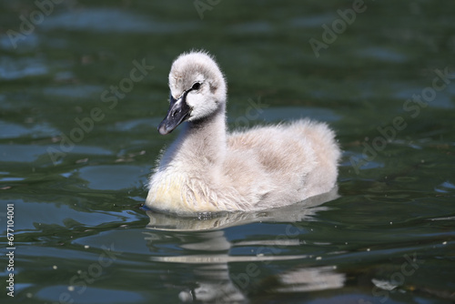 Black swan cygnet sitting in the middle of a calm lake during a sunny day