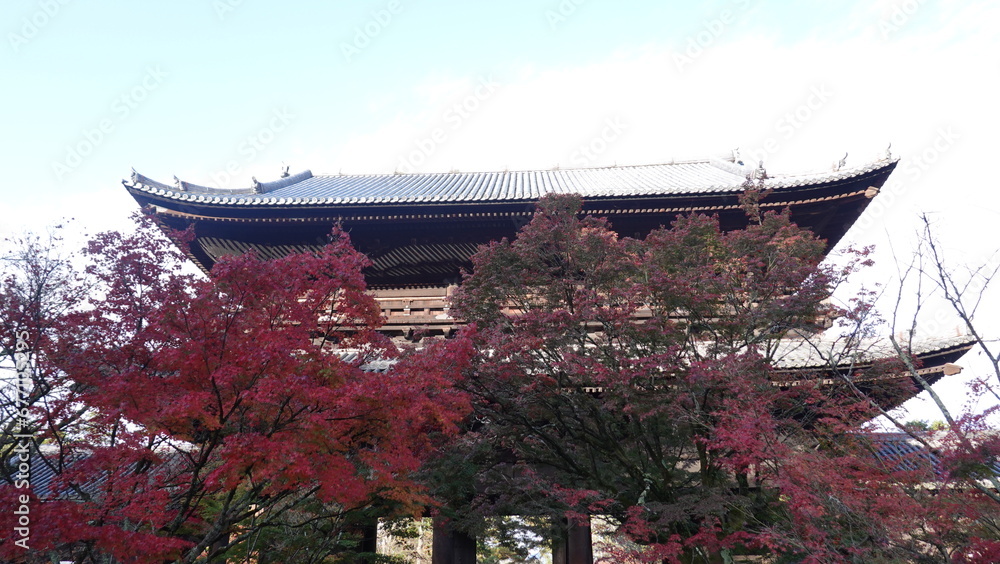 Naklejka premium 京都の紅葉
