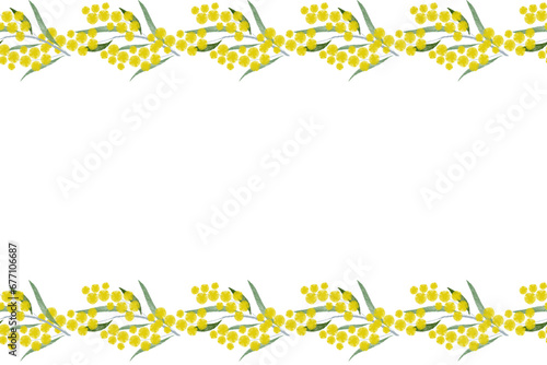 Australia flower yellow golden wattle (Acacia pycnantha Benth) Australia's national floral emblem background banner. Vector illustration