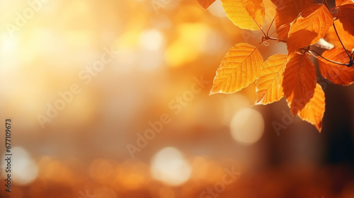 Golden maple autumn leaves against a blur background wallpaper