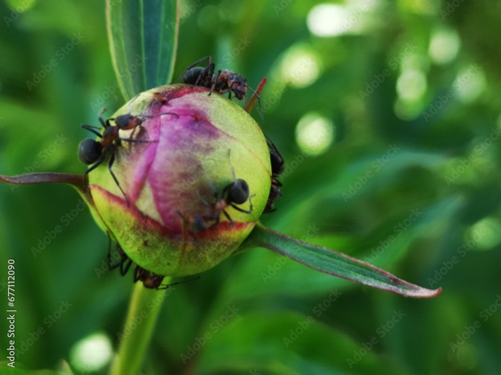 Close-up of ants on a flower, a vibrant summer garden with lush greenery. Fresh summer and nature Close-up of ants on a flower, a vibrant summer garden with lush greenery. Fresh summer and nature
