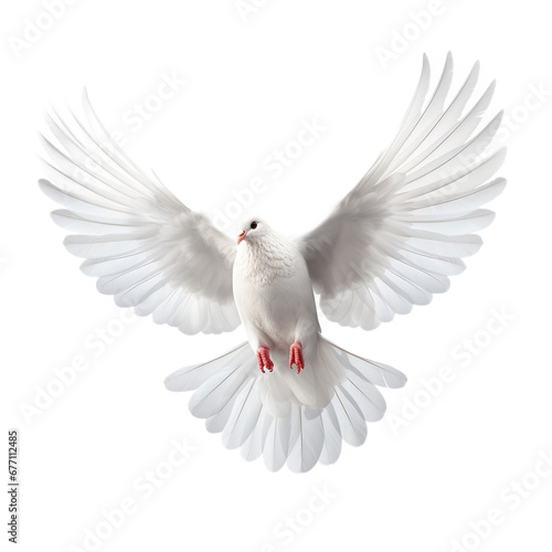 white dove isolated on white, PNG photo