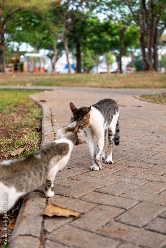 Canvas Print Wild cats are in a position to defend each other's territory