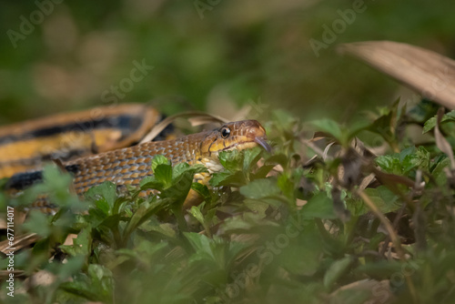 Aggressive radiated ratsnake coleognathus radiata, posing defensive and opening its mouth, natural bokeh background 