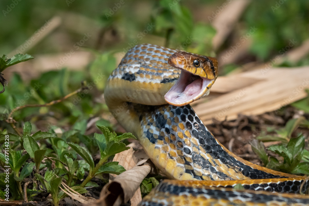 Fototapeta premium Aggressive radiated ratsnake coelognathus radiata, posing defensive and opening its mouth, natural bokeh background 