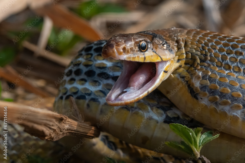 Fototapeta premium Aggressive radiated ratsnake coelognathus radiata, posing defensive and opening its mouth, natural bokeh background 