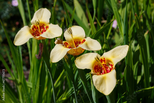Tigridia pavonia is the best-known species from the genus Tigridia, in the Iridaceae family. Common names include jockey's cap lily, Mexican shellflower peacock flower, tiger iris, and tiger flower photo