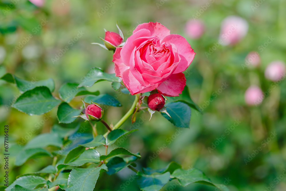 Beautiful roses in the garden. Blooming Roses on the Bush. Growing roses in the garden Beautiful roses in the garden. Blooming Roses on the Bush. Growing roses in the garden