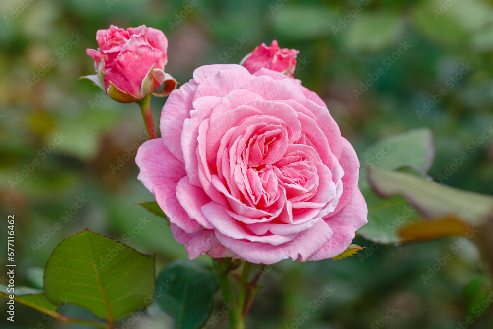 Beautiful roses in the garden. Blooming Roses on the Bush. Growing roses in the garden Beautiful roses in the garden. Blooming Roses on the Bush. Growing roses in the garden