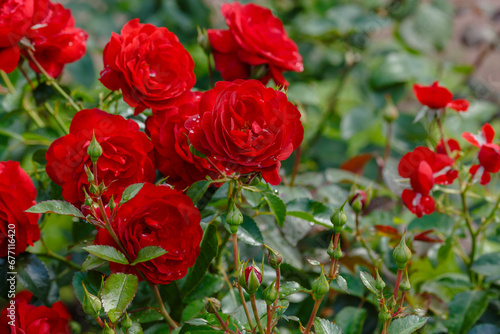 Beautiful red roses in the garden. Blooming Roses on the Bush. Growing roses in the garden.