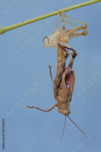 A grasshopper is going through the process of molting. This process is one of the life phases of grasshoppers. 