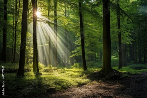 Beautiful rays of sunlight in a green forest © Muh