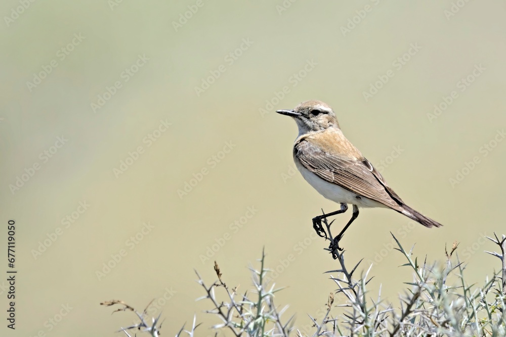 Fototapeta premium Eastern Black-eared wheatear (Oenanthe melanoleuca), Greece