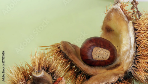 Maronenfrucht, Eßkastanie, Edelkastanie