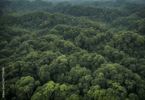 Jungle Jewels: Malaysia's Taman Negara Rainforest Canopy. photo