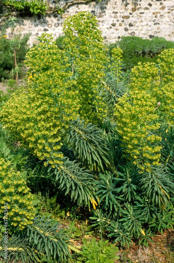 Euphorbia characias 'John Tomlinsons' , Euphorbe Euphorbia characias 'John Tomlinsons' , Euphorbe
