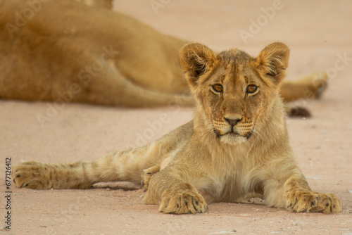 Kalahari lion. photo