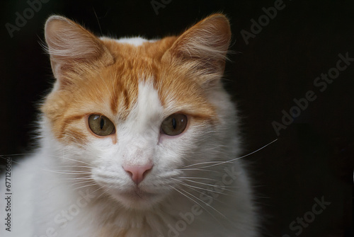 Portrait of a cat with a black background